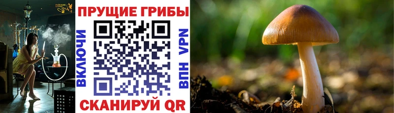 Псилоцибиновые грибы Psilocybe  наркота  Чита 